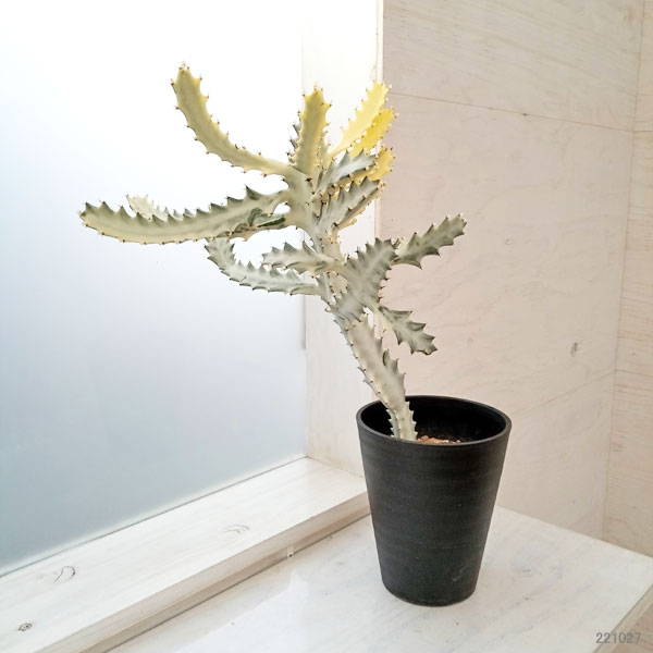 ユーフォルビア ホワイトゴースト（花、ガーデニング）のおすすめ人気