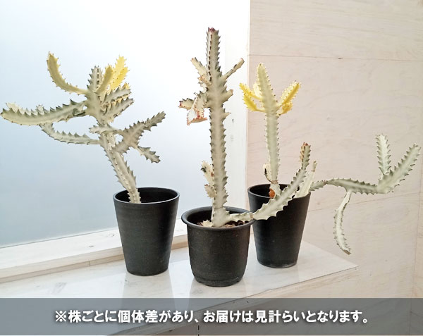 ユーフォルビア ホワイトゴースト（花、ガーデニング）のおすすめ人気