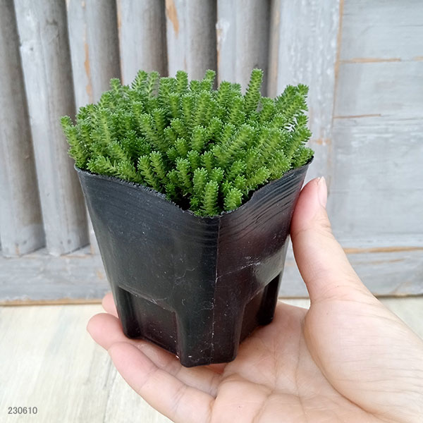 観葉植物 セダム サクサグラレモスグリーン3号ポット 2株セット : 園芸