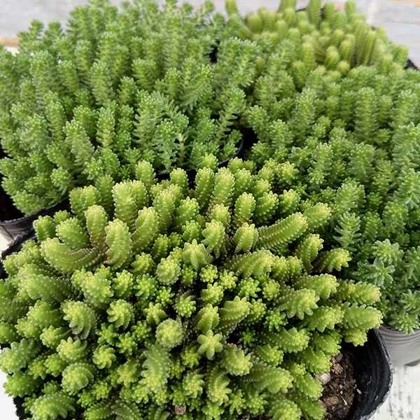 観葉植物 セダム サクサグラレモスグリーン3号ポット 2株セット : 園芸