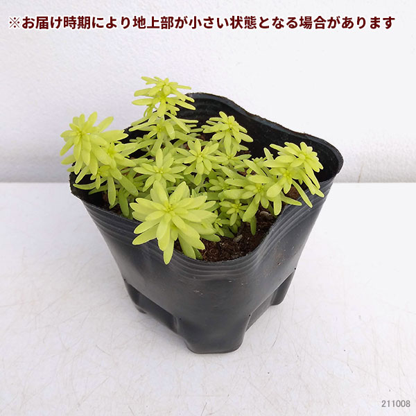 観葉植物/セダム：ミモザ3号ポット 3株セット｜engei｜05