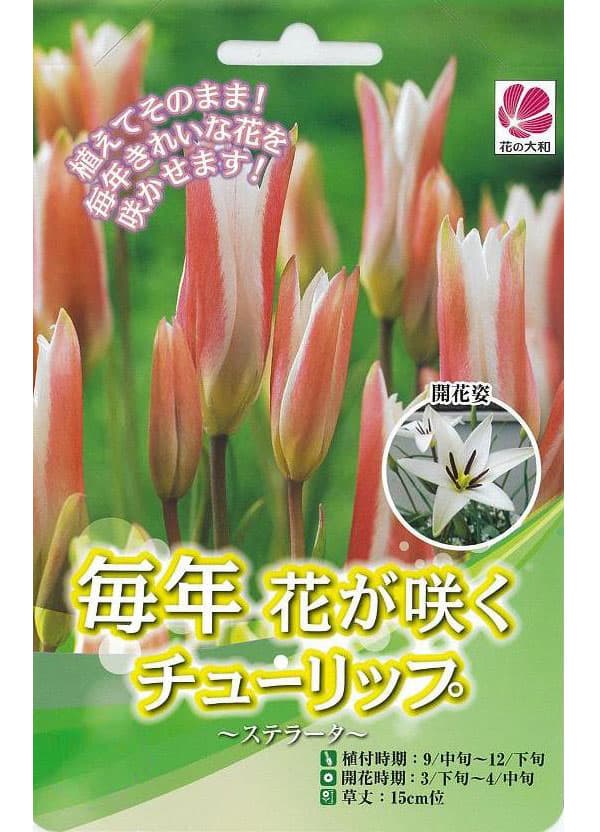 球根 26年9月中下旬予約 チューリップ(原種...の詳細画像2