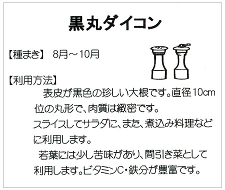 ダイコン 黒丸大根 丸型(イタリア野菜） 8-9月まき 野菜タネ |  | 01