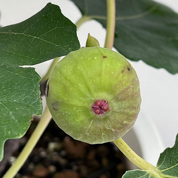 いちじく 苗 ビオレソリエス（果樹の苗、苗木）｜苗木、植木 | 花