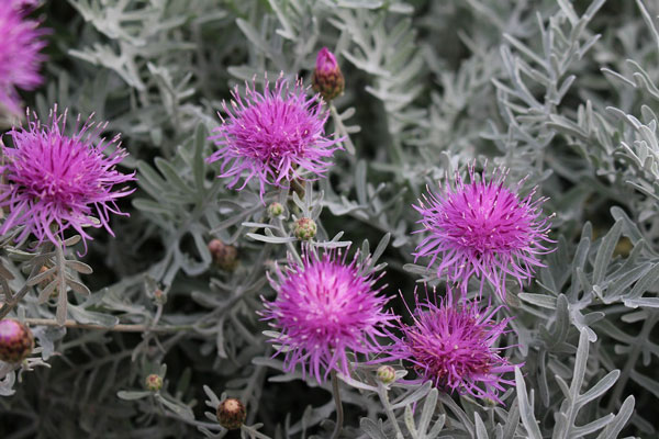 草花の苗 セントーレア ギムノカルパ3-3.5...の詳細画像5