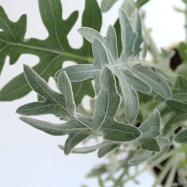 草花の苗 セントーレア ギムノカルパ3-3.5...の詳細画像4