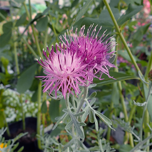 草花の苗 セントーレア ギムノカルパ3-3.5...の詳細画像3