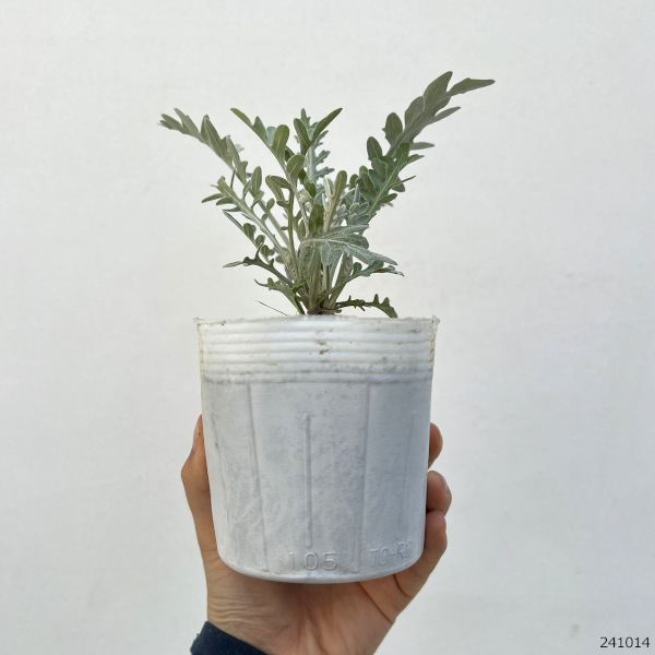 草花の苗 セントーレア ギムノカルパ3-3.5...の詳細画像1