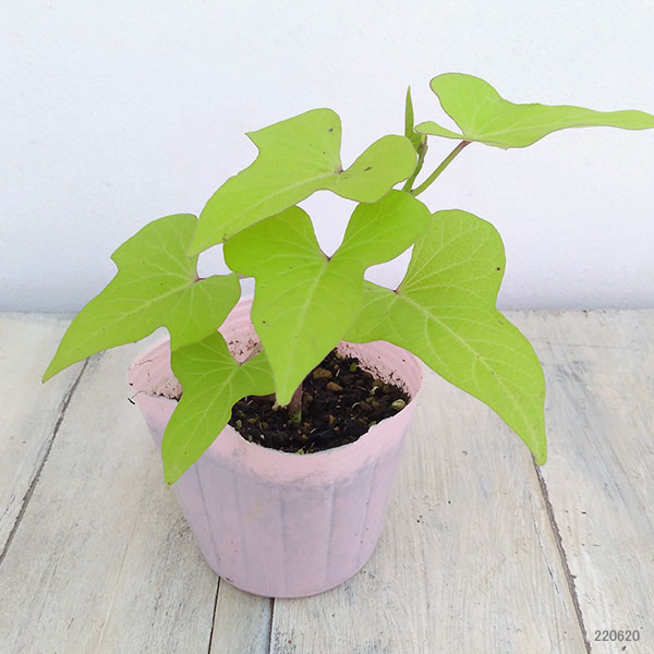草花の苗 サマーセール (わけあり特価)イポメ...の詳細画像1