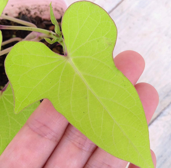 草花の苗 サマーセール (わけあり特価)イポメ...の詳細画像2