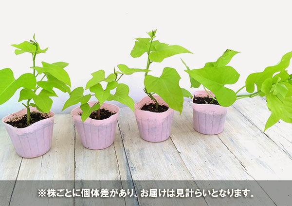草花の苗 サマーセール (わけあり特価)イポメ...の詳細画像3