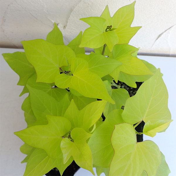 草花の苗 サマーセール (わけあり特価)イポメ...の詳細画像4