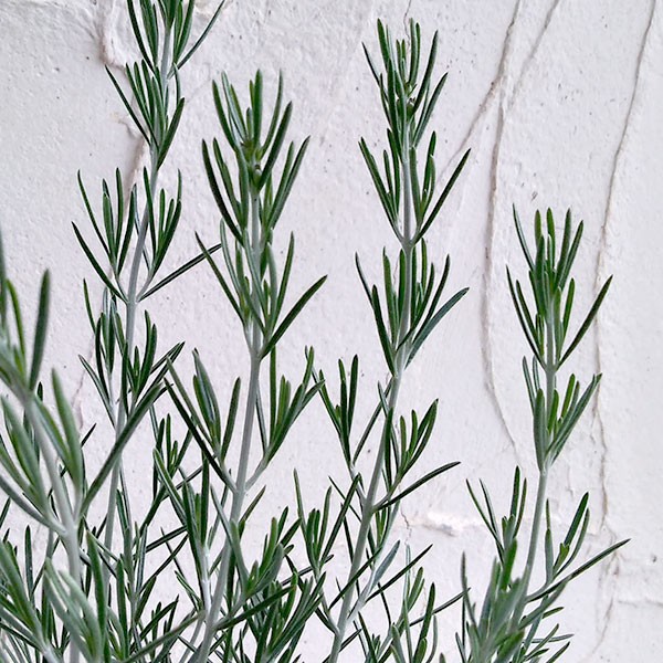 草花の苗 プロスタンテラ シルバーリーフ(シル...の詳細画像4