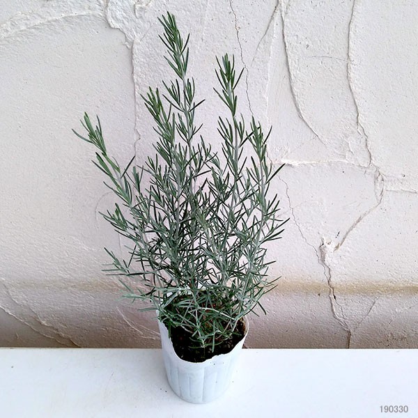 草花の苗 プロスタンテラ シルバーリーフ(シル...の詳細画像3