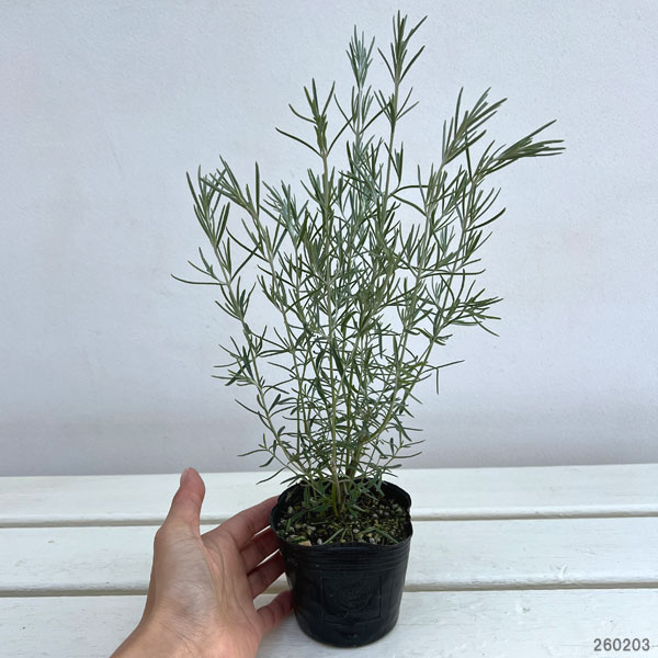 草花の苗 プロスタンテラ シルバーリーフ(シル...の詳細画像1