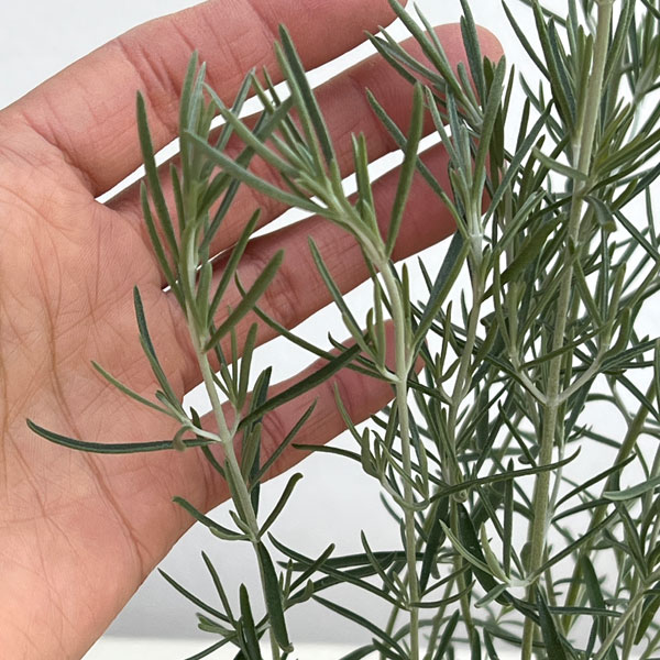 草花の苗 プロスタンテラ シルバーリーフ(シル...の詳細画像2