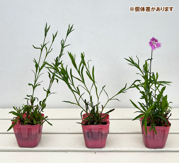 山野草の苗 カワラナデシコ(河原撫子) 桃花3...の詳細画像3