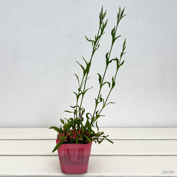 山野草の苗 カワラナデシコ(河原撫子) 桃花3...の詳細画像1