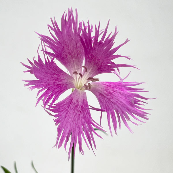 山野草の苗 カワラナデシコ(河原撫子) 桃花3...の詳細画像2