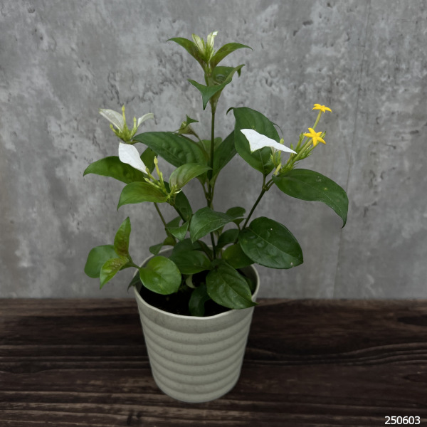 コンロンカ白花4号鉢植えの詳細画像1