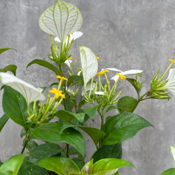 コンロンカ白花4号鉢植えの詳細画像4
