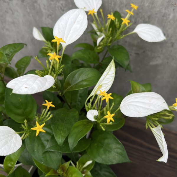コンロンカ白花4号鉢植えの詳細画像3