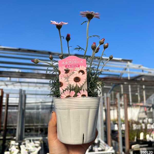 ローダンセマム（苗） | 花、ガーデニング のおすすめ人気商品一覧