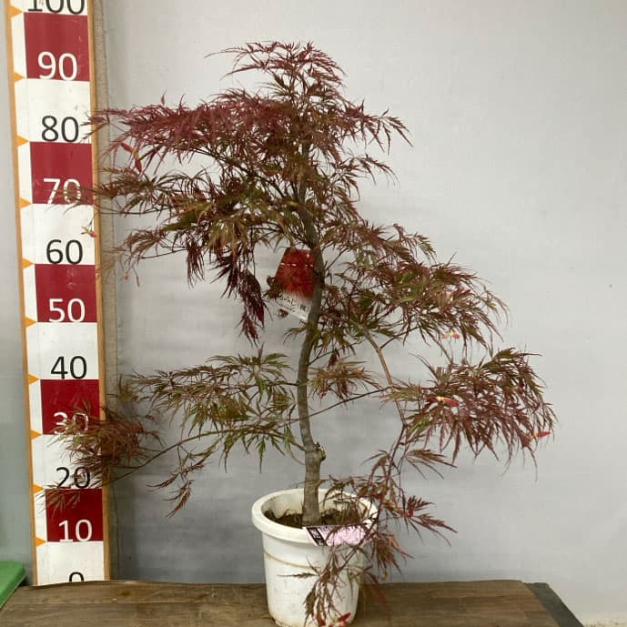 紅枝垂れモミジの商品一覧 通販 - Yahoo!ショッピング
