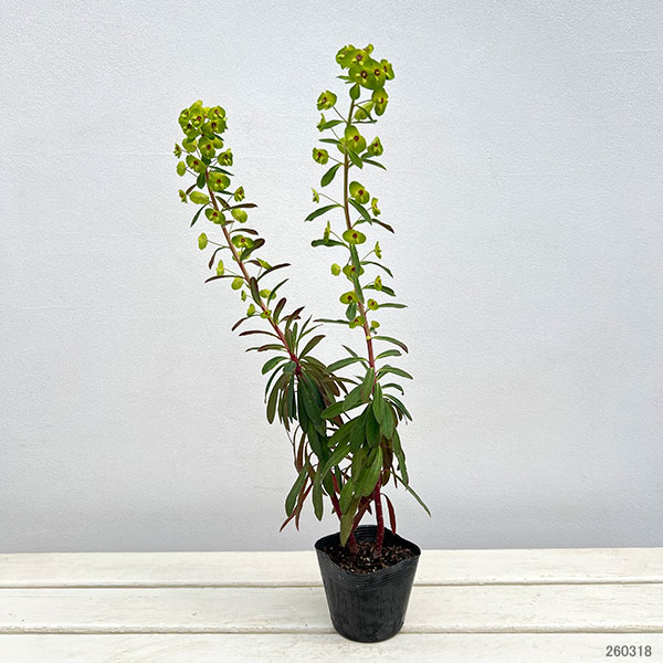 草花の苗 ユーフォルビア パープレア（アミグダロイデス プルプレア