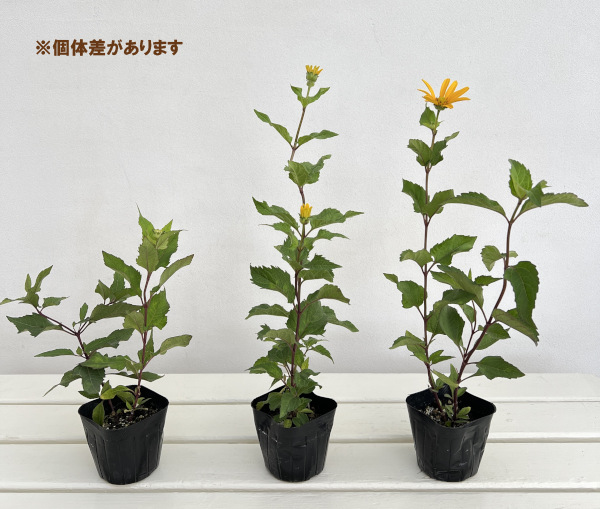 草花の苗 ヘリオプシス(ヒメヒマワリ) サマー...の詳細画像2