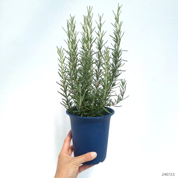 ハーブの苗 ローズマリー（立性） マリンブルー4号ポット : 園芸ネット