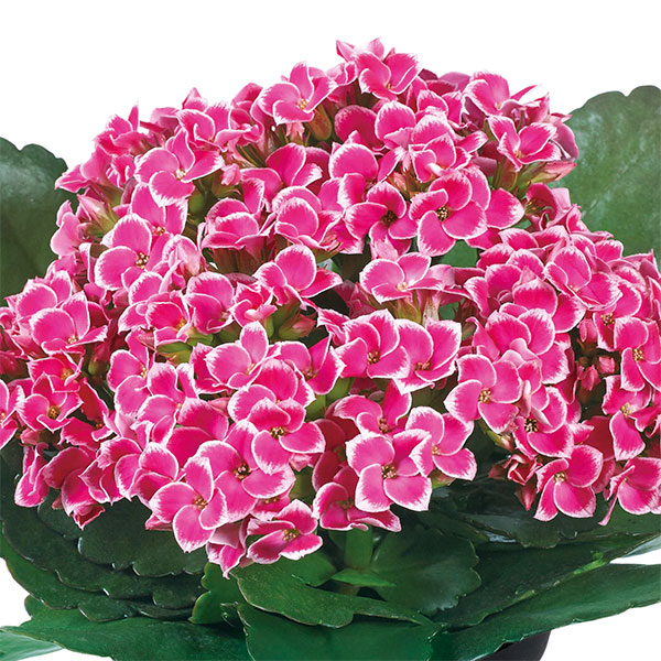 カランコエ ピトンピンク4号鉢植えの詳細画像3