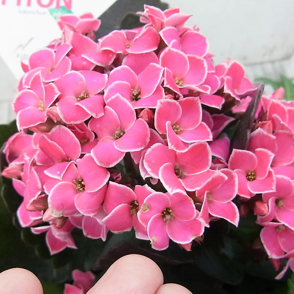 カランコエ ピトンピンク4号鉢植えの詳細画像4