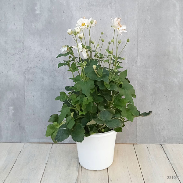 シュウメイギク(秋明菊) ホワイト一重 4号鉢植えの詳細画像5