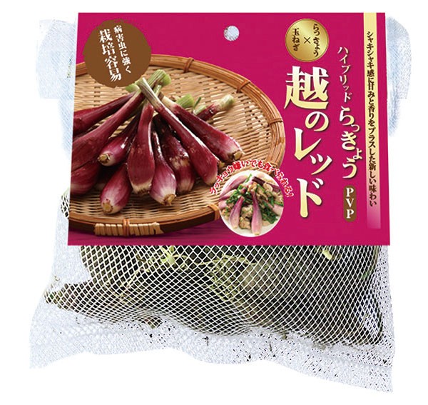 野菜の苗 26年8月下旬予約 ハイブリッドラッ...の詳細画像2