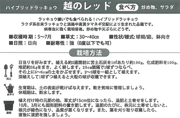 野菜の苗 26年8月下旬予約 ハイブリッドラッ...の詳細画像1
