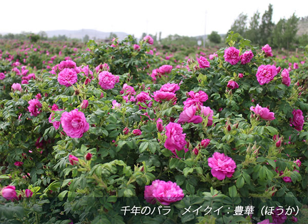 バラの苗/千年のバラ　メイクイ：豊華（ほうか）6号ポット・鉢カバー付き 送料無料｜engei｜02