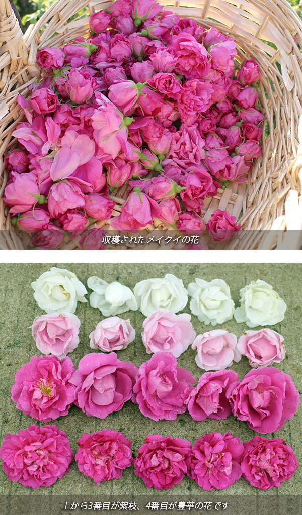 バラの苗/千年のバラ　メイクイ：豊華（ほうか）6号ポット・鉢カバー付き 送料無料｜engei｜04