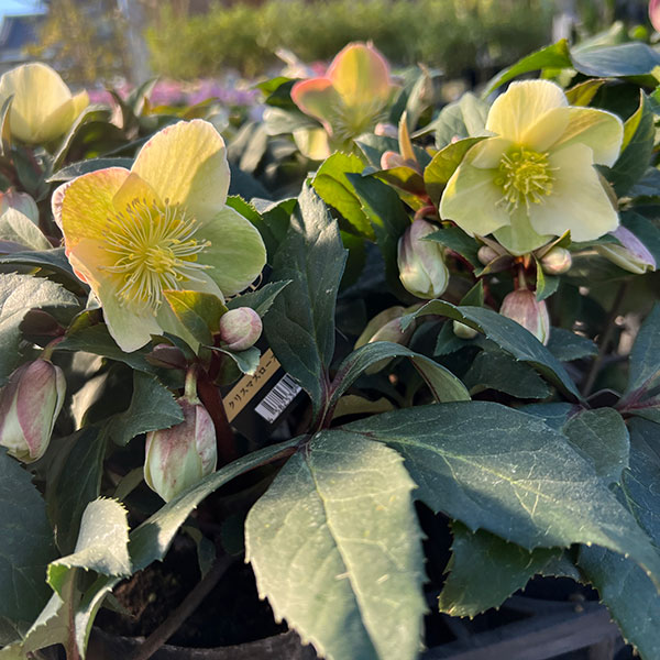 クリスマスローズ 種（花の苗）｜苗 | 花、ガーデニング のおすすめ