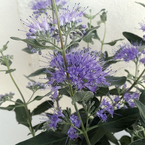 超特価】 草花の苗 カリオプテリス：グランブルー3.5号ポット