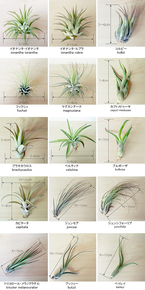 観葉植物/チランジアSサイズ3株とコルクフラットSSのセット : 209831 