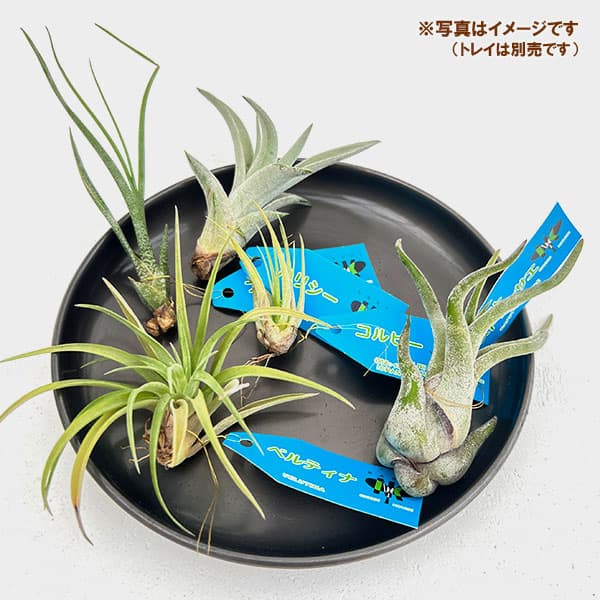 観葉植物 チランジア（エアプランツ）Sサイズ アソート 5株セット