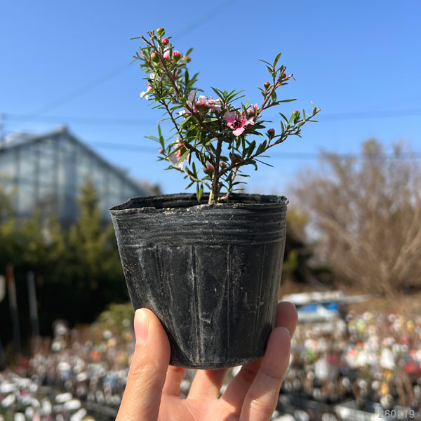 ハーブの苗 ティーツリー マヌカ赤系一重花3号ポット |  | 01