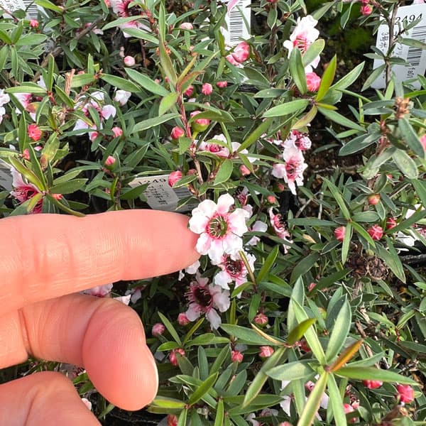 ハーブの苗 ティーツリー マヌカ赤系一重花3号ポット |  | 02