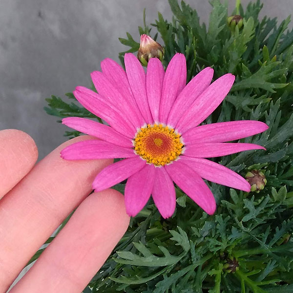 草花の苗 マーガレット アンジェリック ジャイアントピンク3.5号ポット