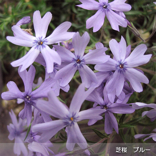 シバザクラ（芝桜）：ブルーのマット25cm×25cm　1枚｜engei｜06