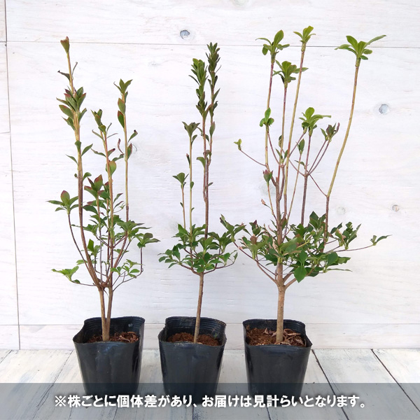 花木 庭木の苗/ドウダンツツジ3〜3.5号ポット｜engei｜02