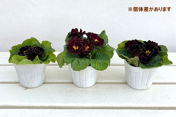 草花の苗 （わけあり特価）プリムラ ジュリアン キャンディ