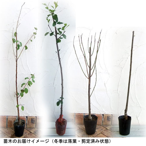 果樹の苗/プルーン：シュガープルーン4〜5号ポット｜engei｜02