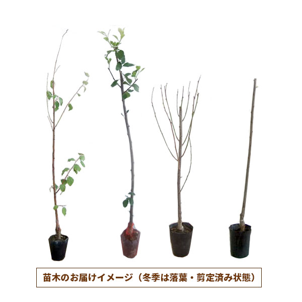 果樹の苗 プルーン シュガープルーン4〜5号ポット : 園芸ネット - 通販
